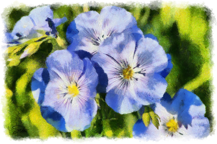 blue flax soaking in the sun by scott west art