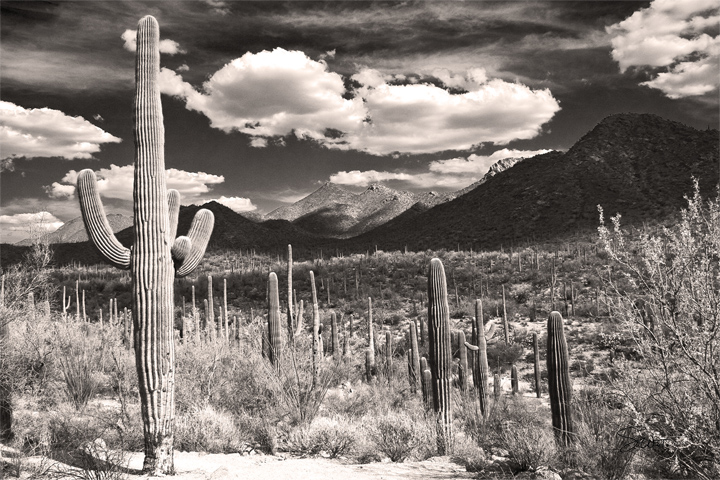 desert sentinels cactus by scott west art