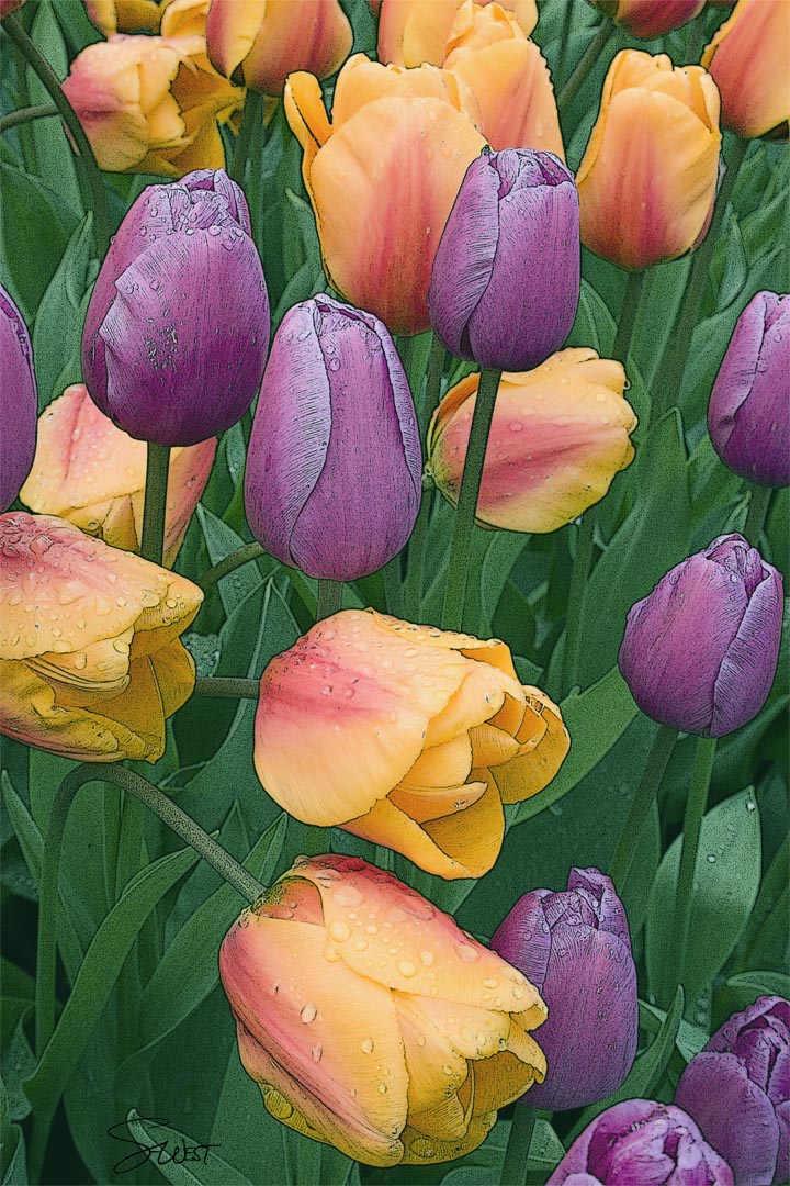 royal three purple tulips by scott west art